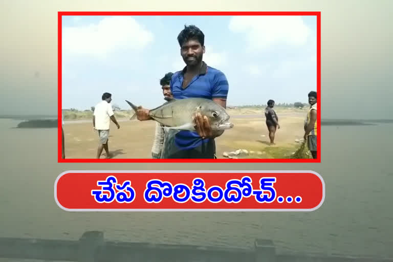 fish hunting fisherma in godavari