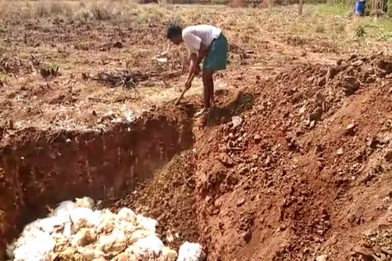 Bird fever is confirmed in Davangere