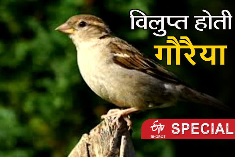 World Sparrow Day Haldwani