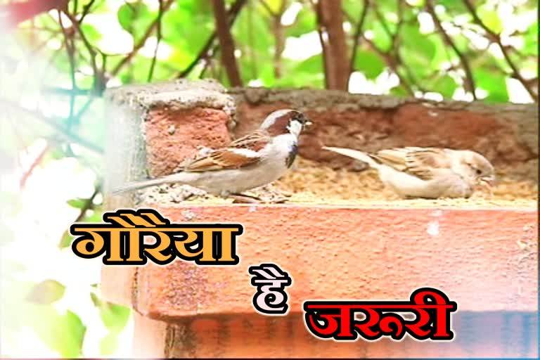 know-how-important-sparrows-are-in-your-life-on-world-sparrow-day