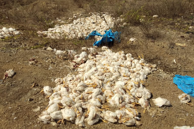 Thousands of farm hens to the street in Kolar