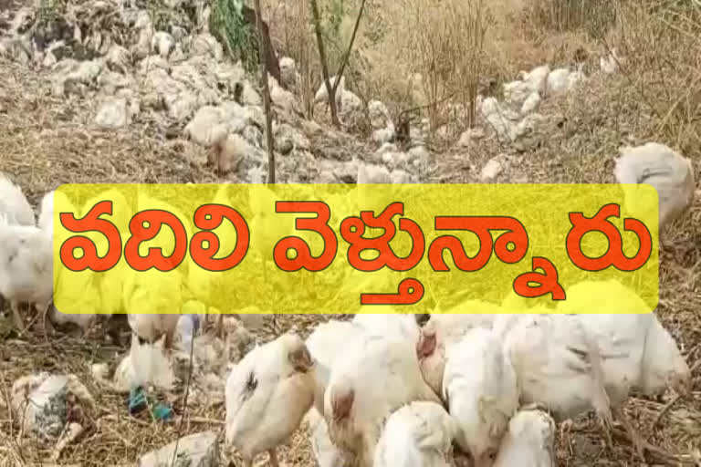 unknown persons Abandoned hundreds of chicken breeds at pastanpur village sangareddy district