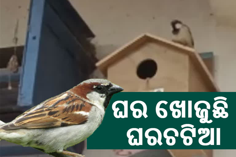 ଘରଚଟିଆ ଦିବସ