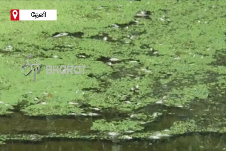 #Theni #Kottakudi River #Fish  Dead fish floating in the river near the temple!  Dead fish floating in Theni  கோயில் அருகே ஆற்றில் செத்து மிதக்கும் மீன்கள்  ஆற்றில் செத்து மிதக்கும் மீன்கள்  செத்து மிதக்கும் மீன்கள்