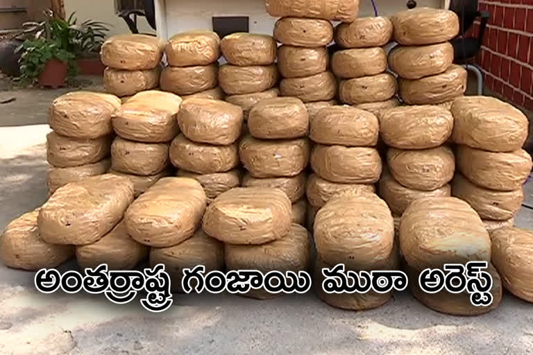 weed Smugglers Arreasted By Adilabad Police