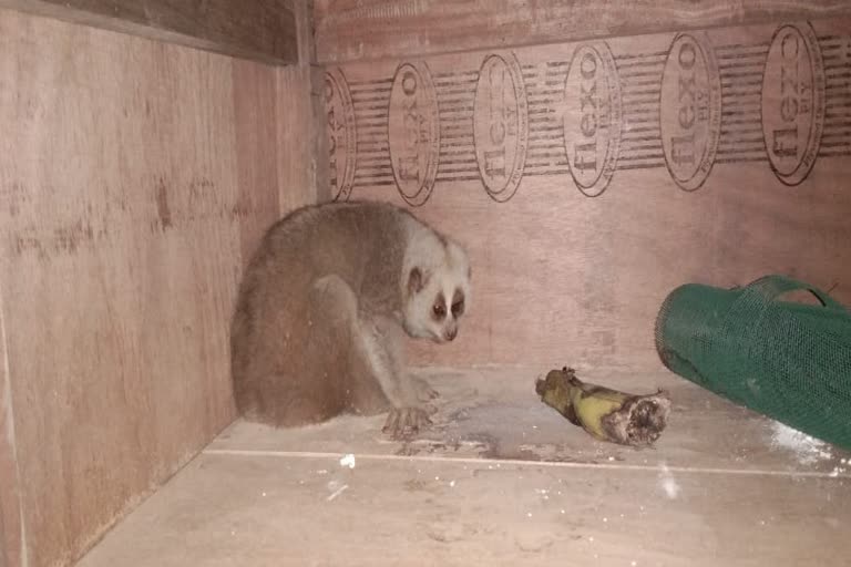Bengal slow loris rescued at Dhola