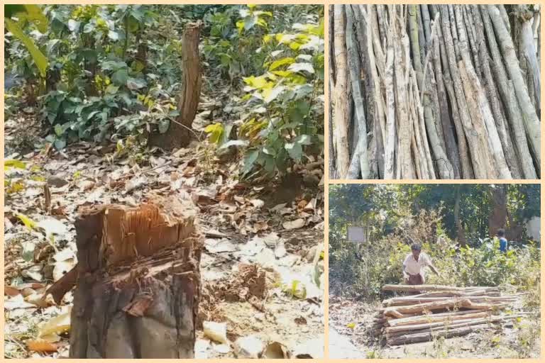 Tree cutting is underway in deogarh forest