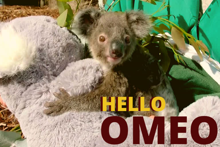 An orphaned koala, named Omeo, is being cared for around the clock at the San Diego Zoo.