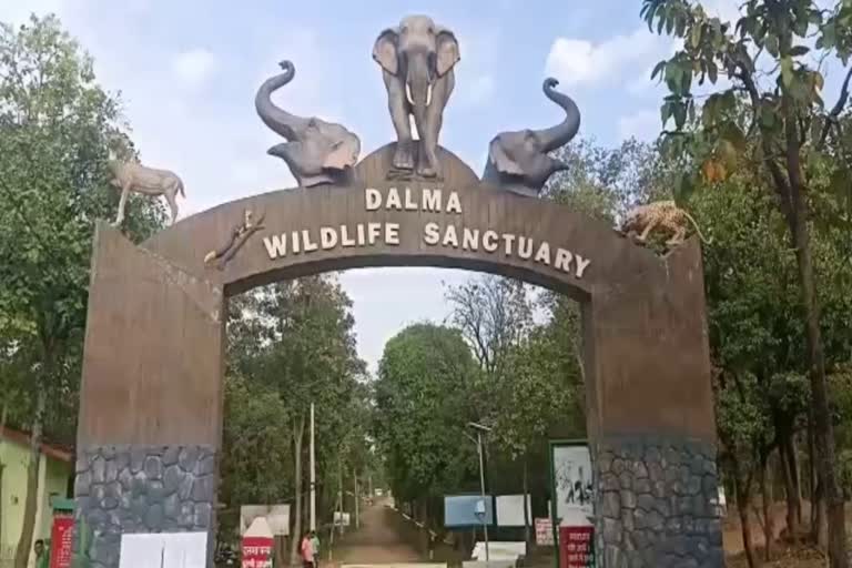 Sanitize animals in Dalma Wildlife Sanctuary