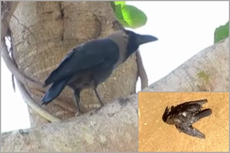 crow death in haveri kulenuru