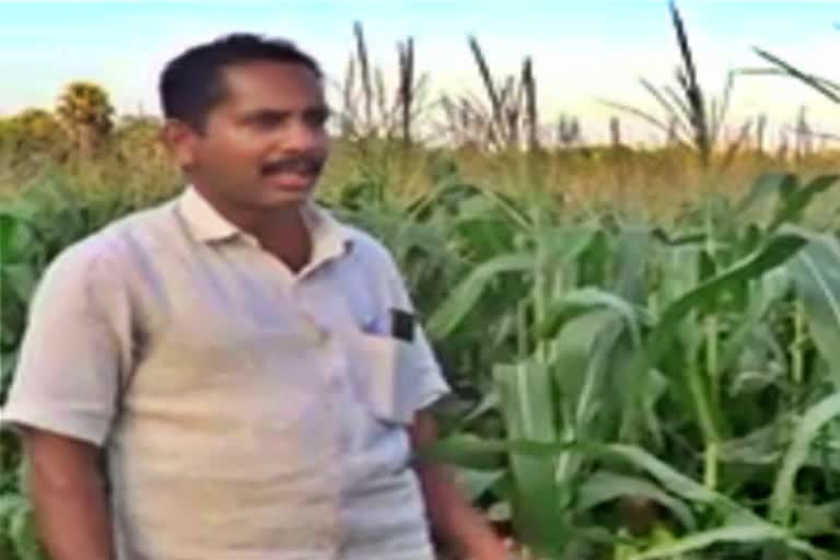 corn-farming-in-kerala