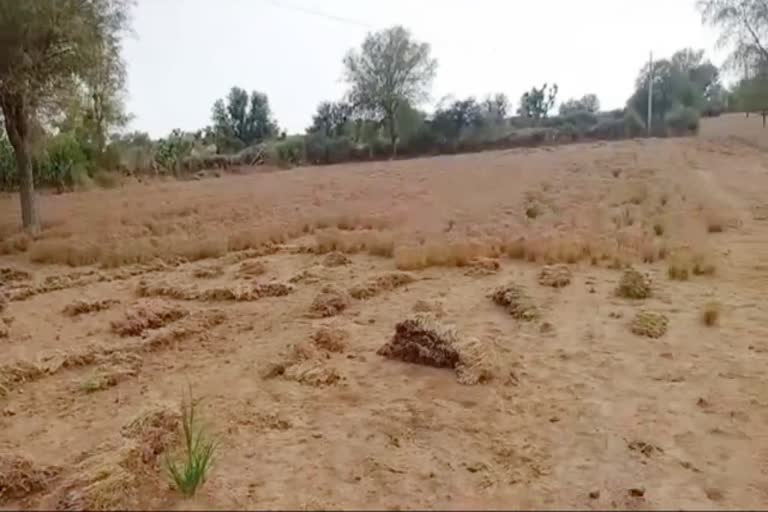 रानीवाड़ा न्यूज, rain in jalore