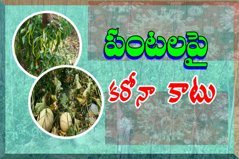 తంబళ్లపల్లెలో పంటలపై కరోనా ప్రభావం