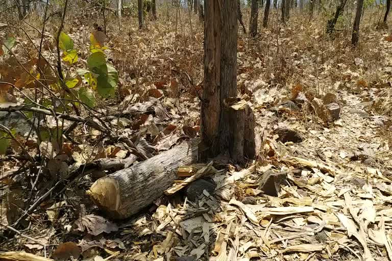 teak-smuggling-in-choral-forest-area-indore