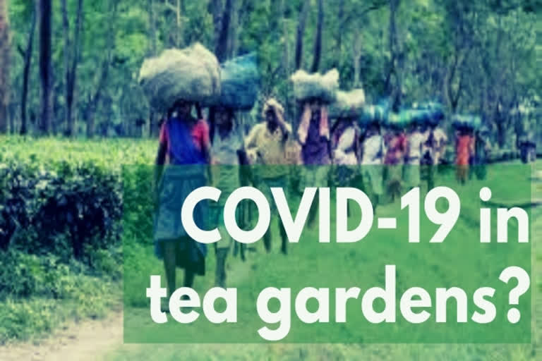 COVID-19 is a ticking time-bomb in Assam's tea gardens