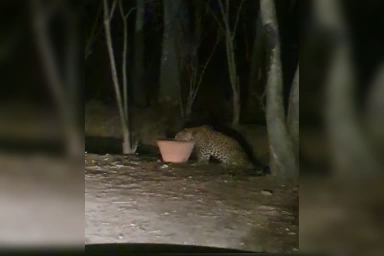 leopard drinking water viral video