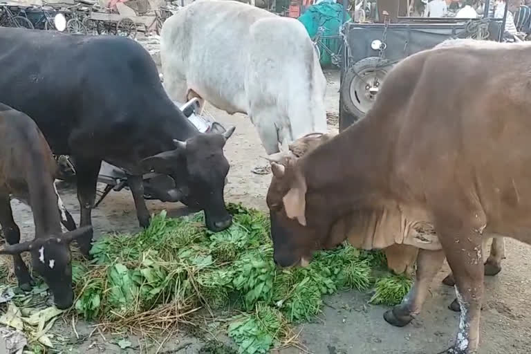 Due to Corona virus, the effect of Sunday's Janta Curfew  seen in the vegetables Market.