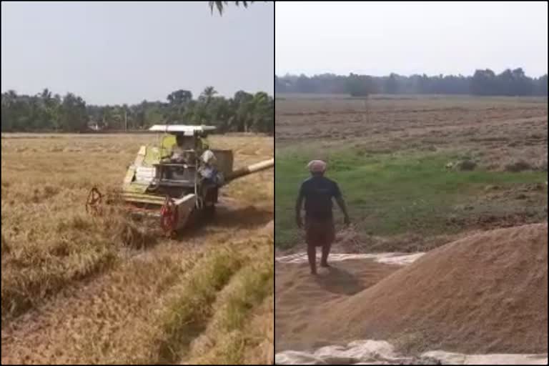 അപ്പര്‍കുട്ടനാട്  കൊയ്ത്ത്  പെരിങ്ങര പഞ്ചായത്ത്  കൊയ്‌ത്തെന്ത്രം  നെല്ലറ  harvest  begun  Upperkuttanad