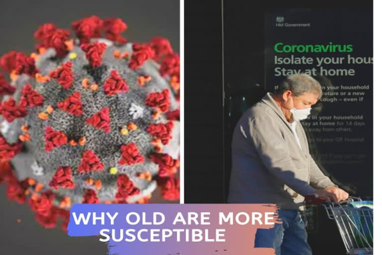 Why COVID-19 is more severe in older people than young decoded