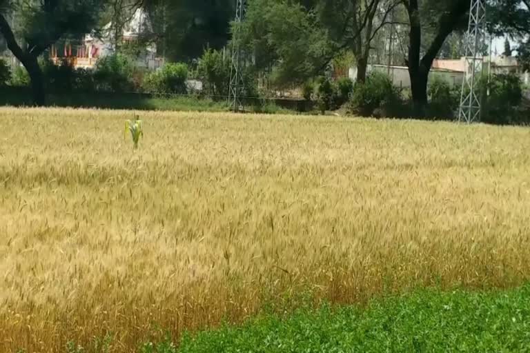 गेहूं की बंपर पैदावार, Bumper wheat production