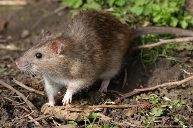 hantavirus