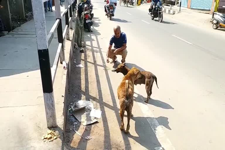 street-dog-during-lock-down