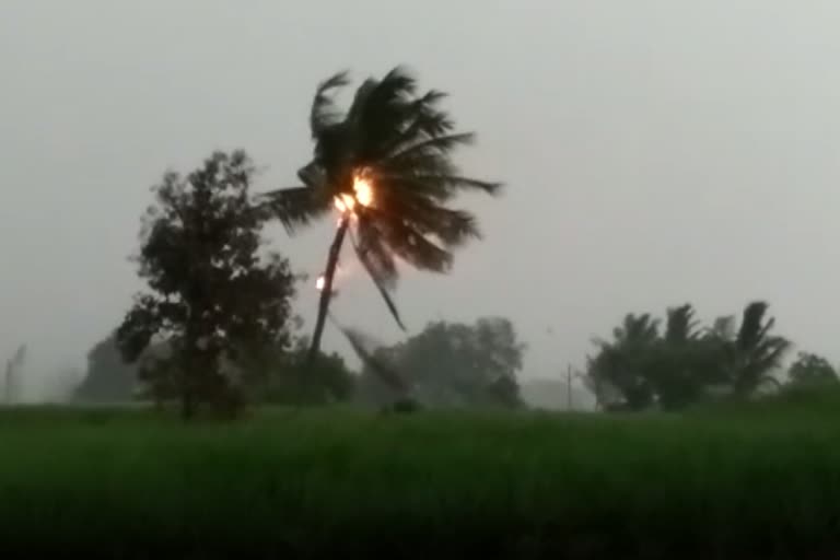 coconut-tree-burn-by-lightning-