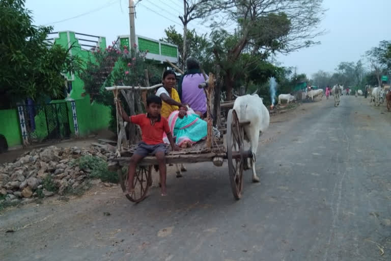 patient reached in hospital by bullock cart due to lack of petrol