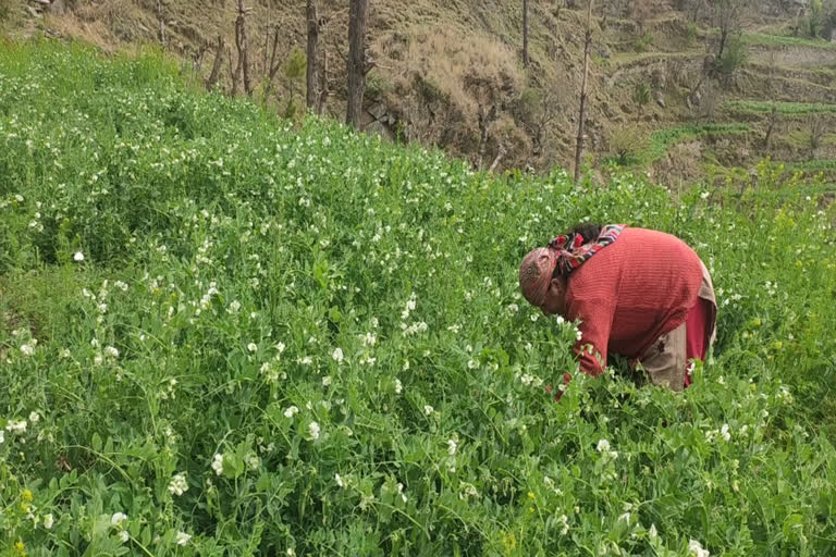 farmers crisis due to corona