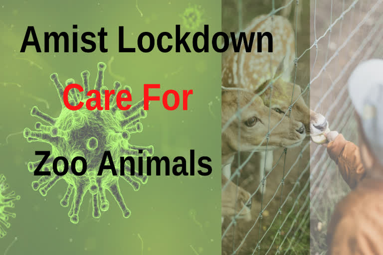 Amidst lockdown, states told to care for distressed zoo animals