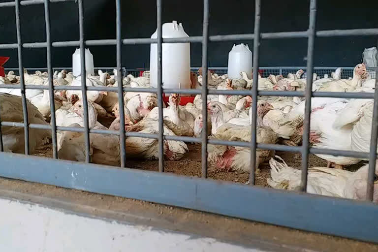 Lockdown affects chicken transport