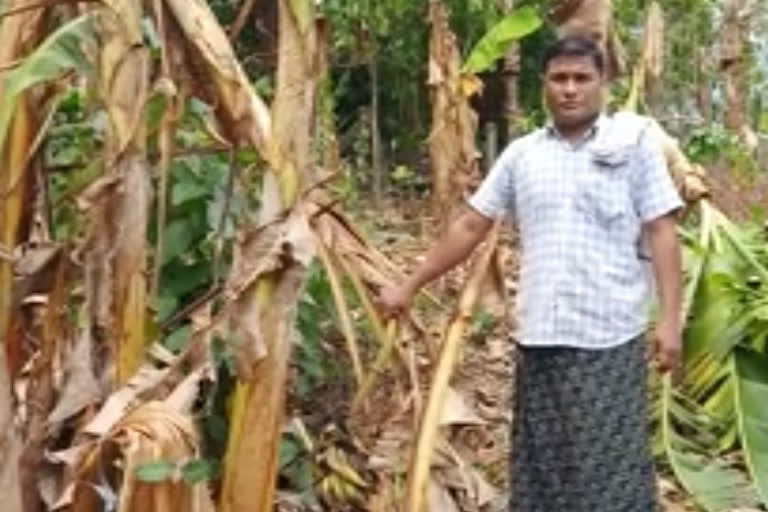 കാർഷിക മേഖല  പ്രതിസന്ധിയിൽ  കർഷകർ  പട്ടിണി  big crisis faced farmers