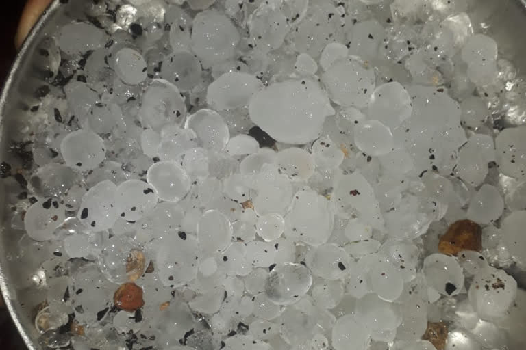 hailstorm damages the wheet crop in agar