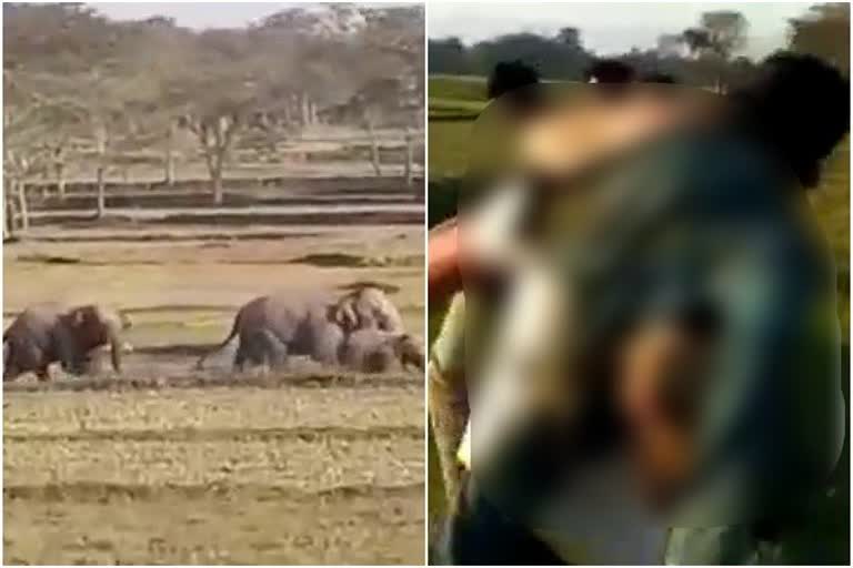 Tamad police station, elephant killed a young man, Elephant herd,  हाथी का उत्पात, तमाड़ थाना, हाथी ने ली युवक की जान