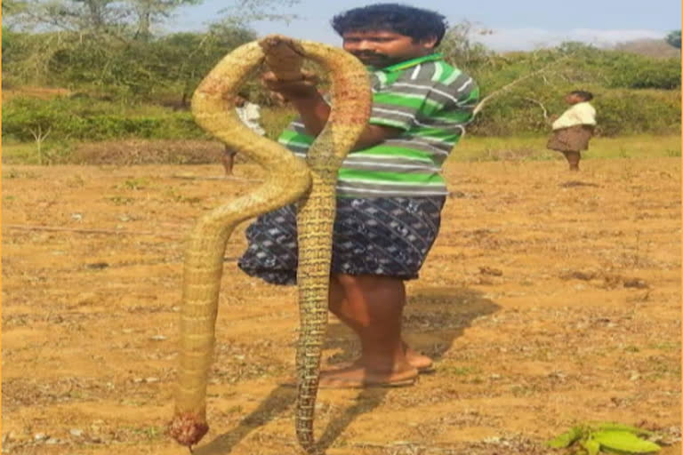 Twenty feet of cobra killed in iron