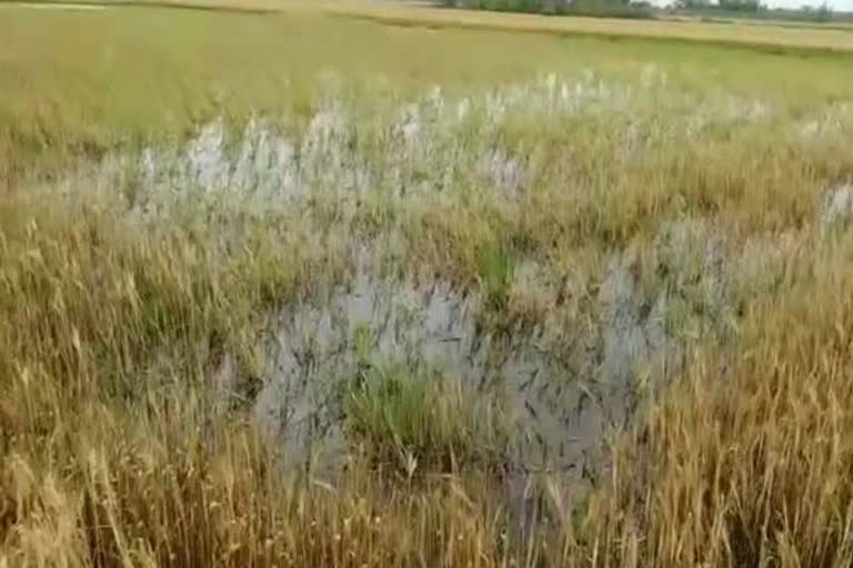 crop damage due to rain in nuh