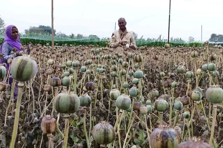 non seasional rain damages rabi crops in mandsaur