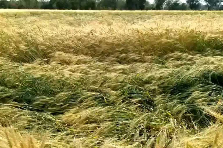 Hail crops destroyed by hailstorm