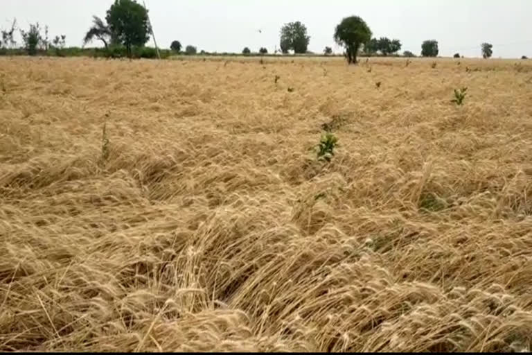 useasonal rain destroy crops in aurangabad