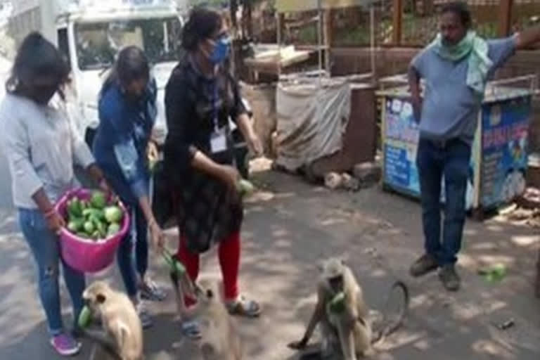 Odisha: PFA volunteers feed animals in Bhubaneswar during lockdown