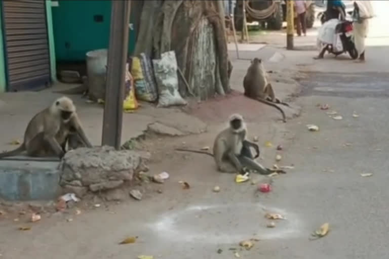 Monkeys are doing social distancing in dhanbad