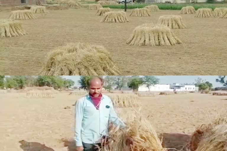 jaipur news  farmers news  rain amidst corona havoc  farmers upset due to rain