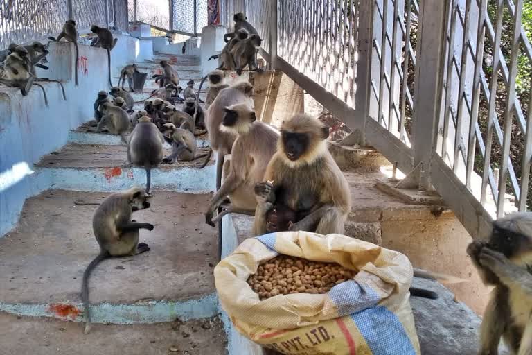 gangavathi-department-of-revenue-providing-food-to-monkey