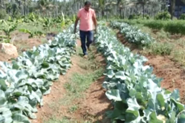 organic vegetable  farming  ernakulam  ജൈവകൃഷി  സുഹൃത്തുക്കൾ  സഹകരണ ബാങ്കിലെ ഉദ്യോഗസ്ഥർ  കൃഷിയുടെ പരിപാലനം