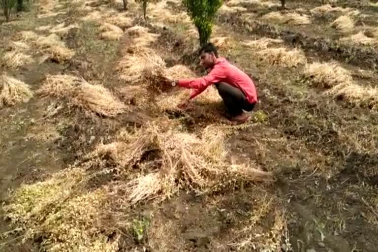 crops damage due to rain