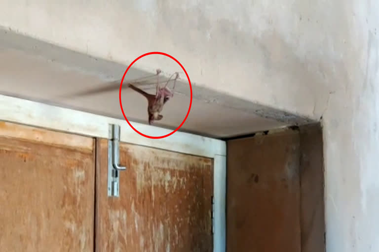 आईसोलेशन वार्ड में चमगादड़, Bats in the Isolation Ward