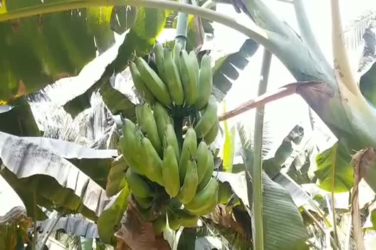 banana-farmers-suffer