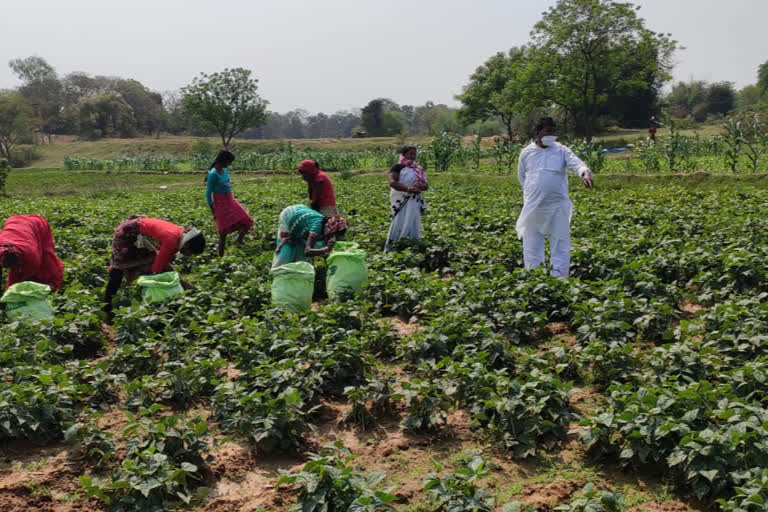 MLA Bandhu Tirkey expressed concern over crop wastage of farmers in ranchi