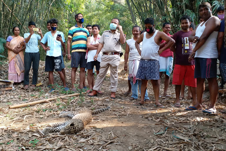 মহানগৰীত উদ্ধাৰ নাহৰফুটুকী