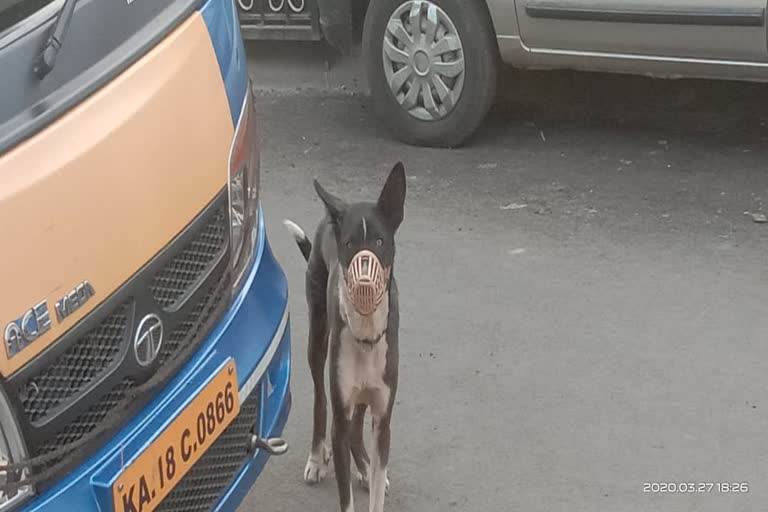 ಟಿಕ್ ಟಾಕ್ ಮಾಡಲು ಶ್ವಾನಕ್ಕೆ ಫೈಬರ್ ಮಾಸ್ಕ್, youngsters put mask to dog mouth